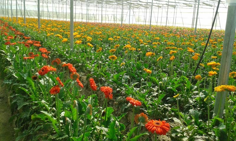 Greenhouse Project 47